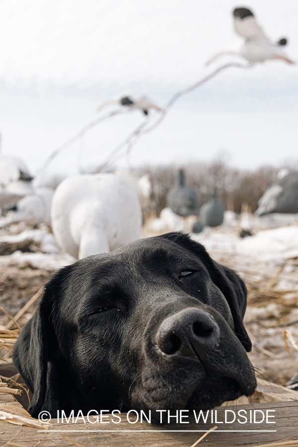 Hunting dog with decoys.