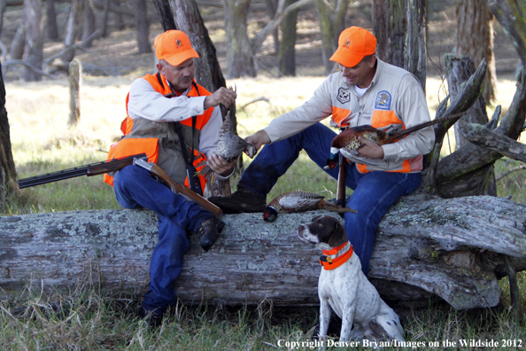 Upland game hunters with English pointer looking at bagged birds. 