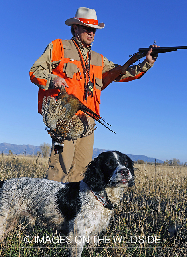 Upland game bird hunter in field with bagged pheasant and springer spaniel.