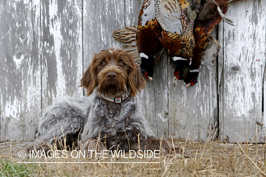 Wirehaired pointing griffon with bagged pheasants.