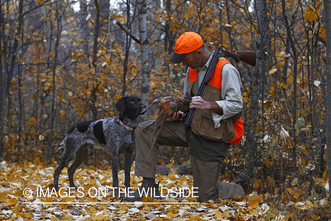 Pheasant hunter in field with Griffon Pointer.