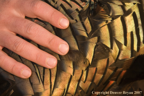 Eastern turkey feathers