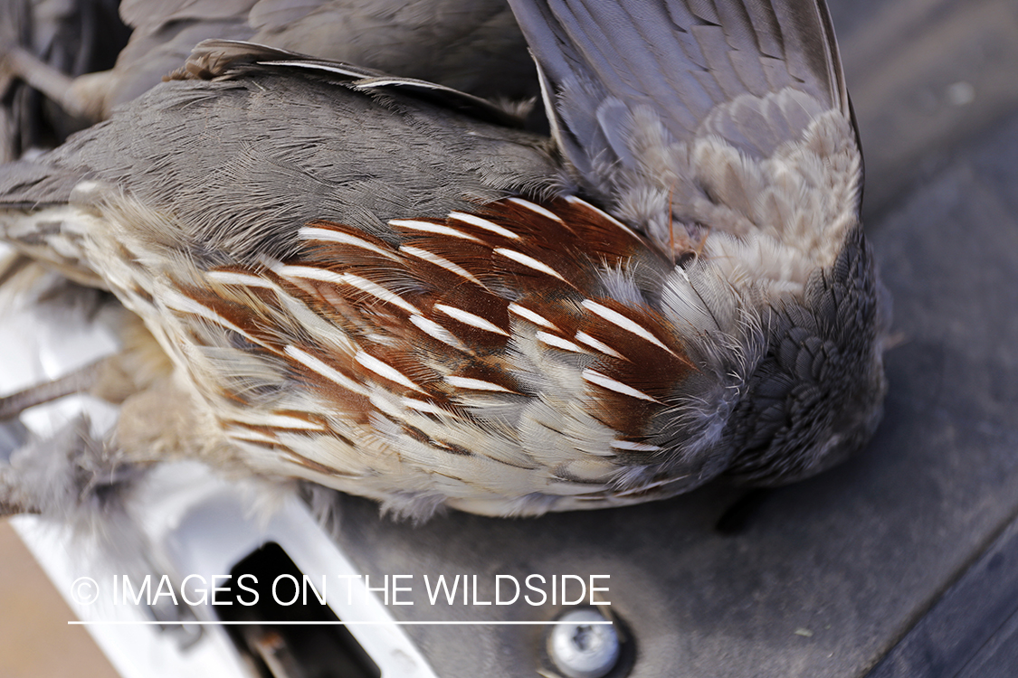 Bagged Gambel's Quail 