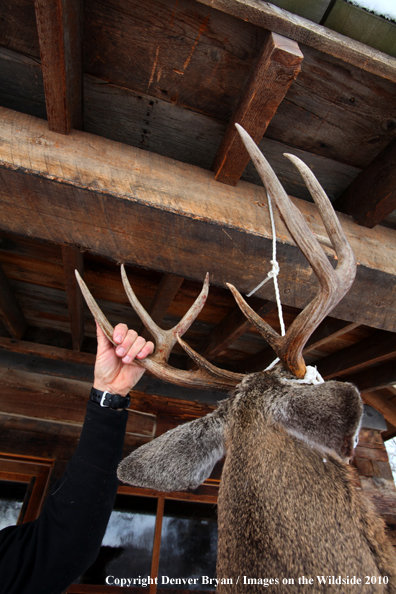 White-tailed deer hunter stands with buck hanging from cabin.