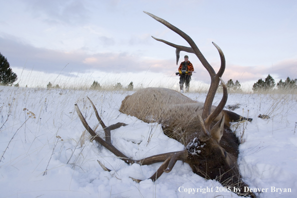 Elk hunter approaching downed elk. 