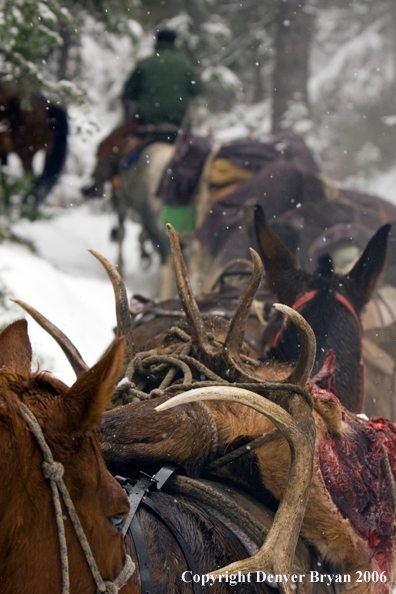 Elk hunters with bagged elk on horse packstring.  