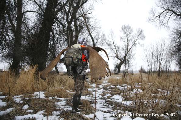 Moose hunter in field