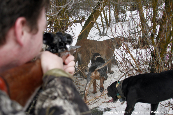 Hunter taking aim at mountain lion. 