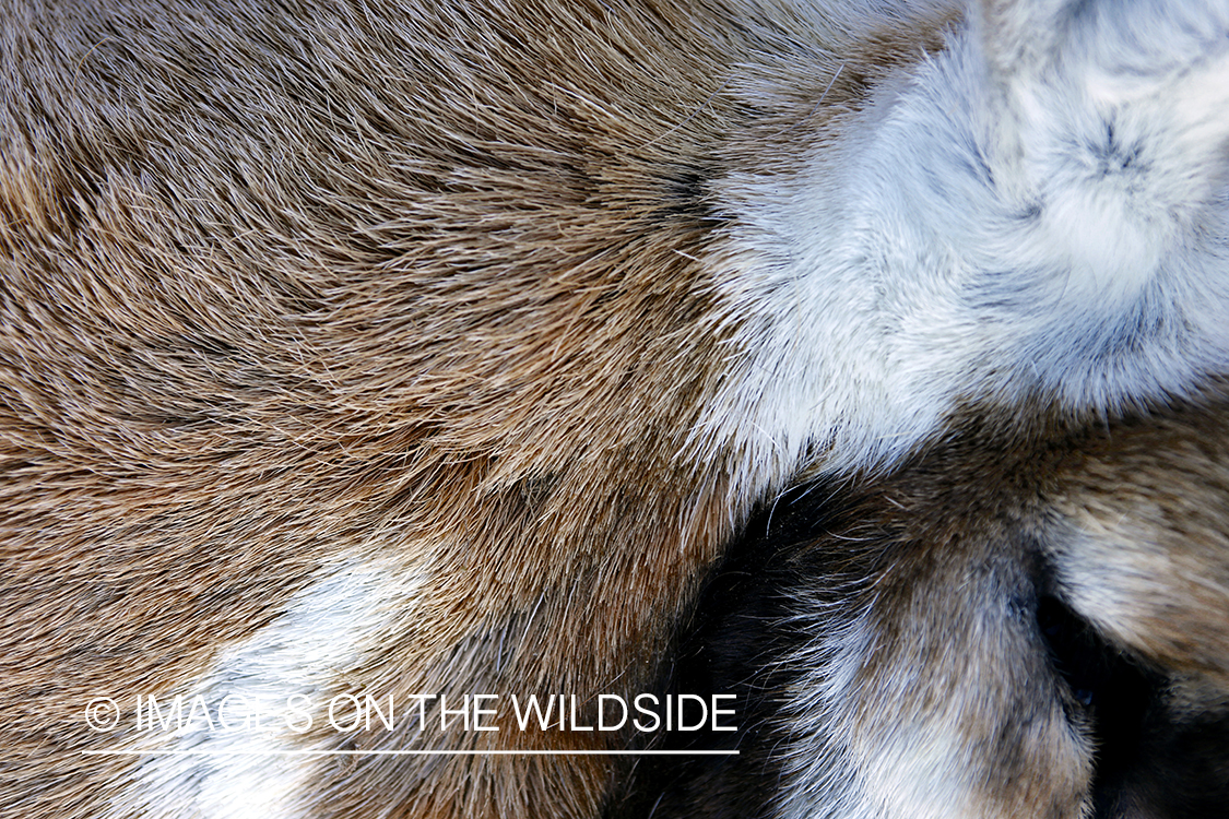 Close-up of bagged pronghorn antelope coat.