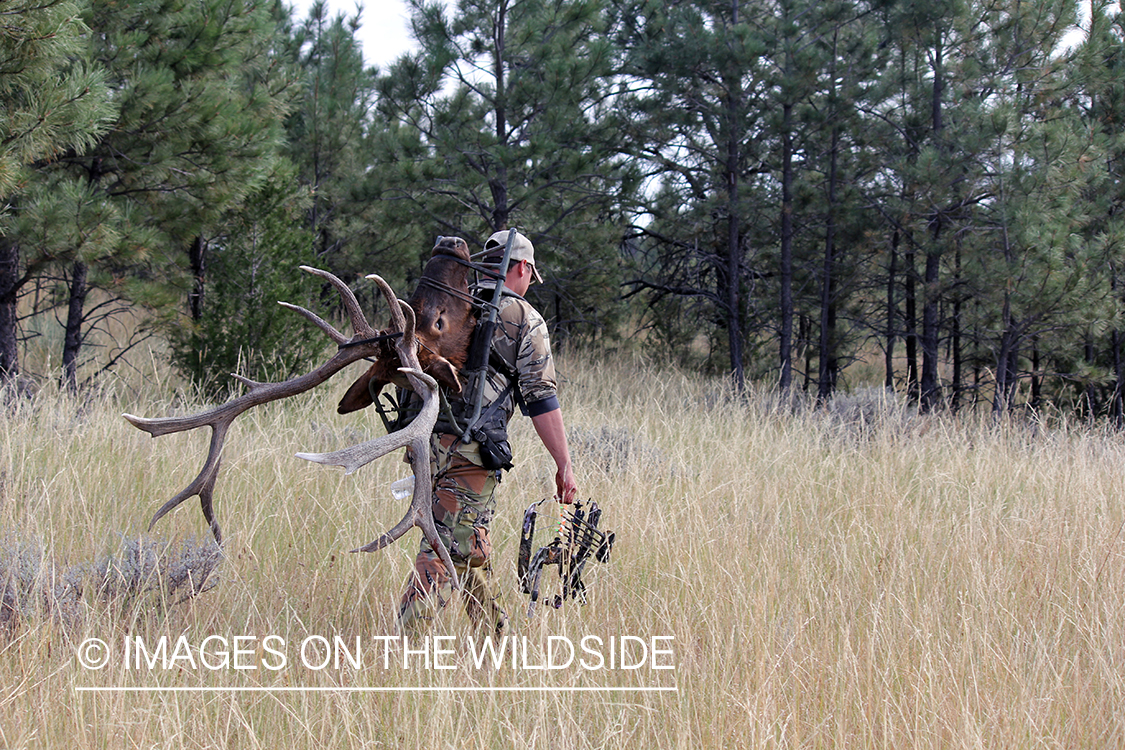 Archer packing out elk head.