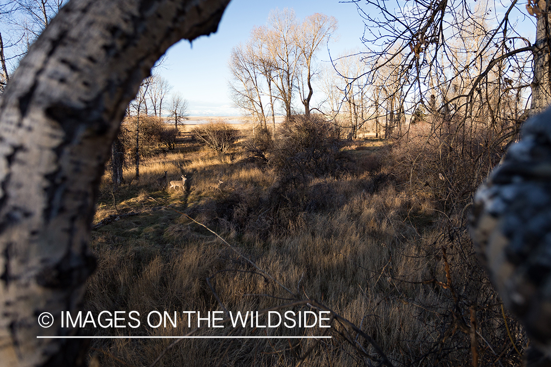 Bow hunter in tree stand looking at white-tailed deer.