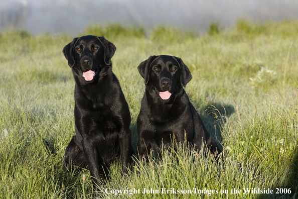 Black Labrador Retrievers