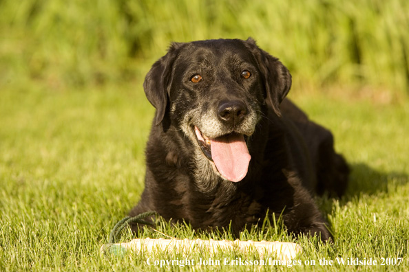 Old Black Labrador Retriever