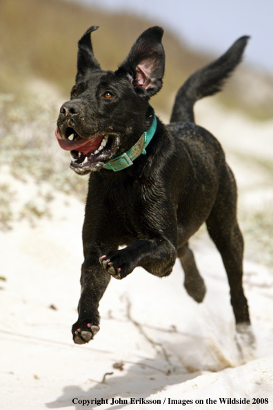 Black Labrador Retriever in field