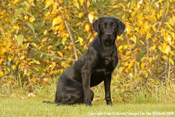 Black Labrador Retriever 