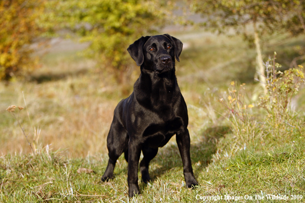 Black Labrador Retriever