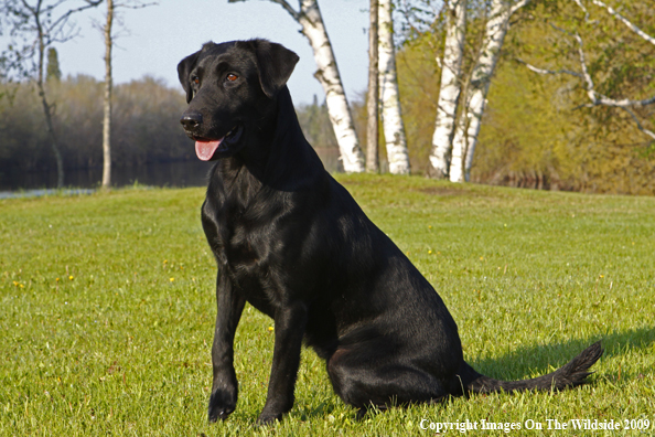 Black Labrador Retriever in field