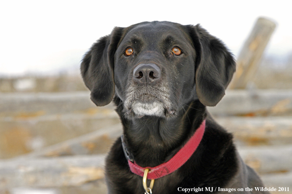 Black Labrador Retriever in winter. 