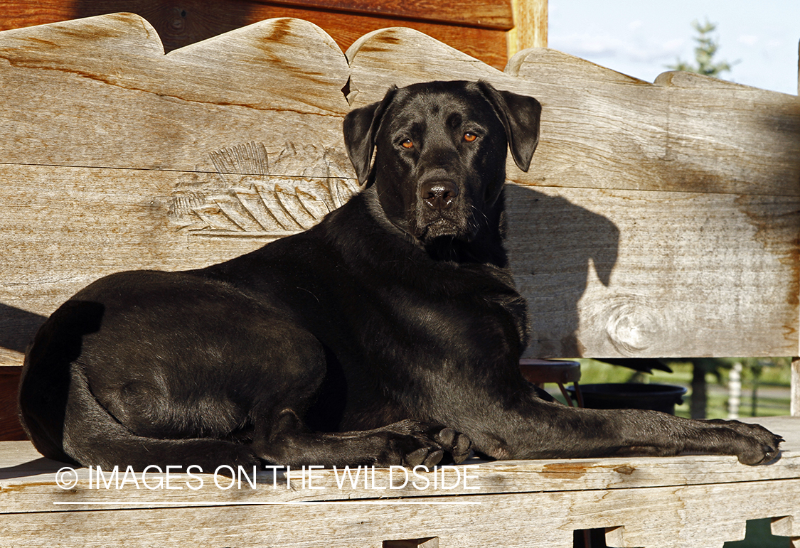 Black Labrador Retriever