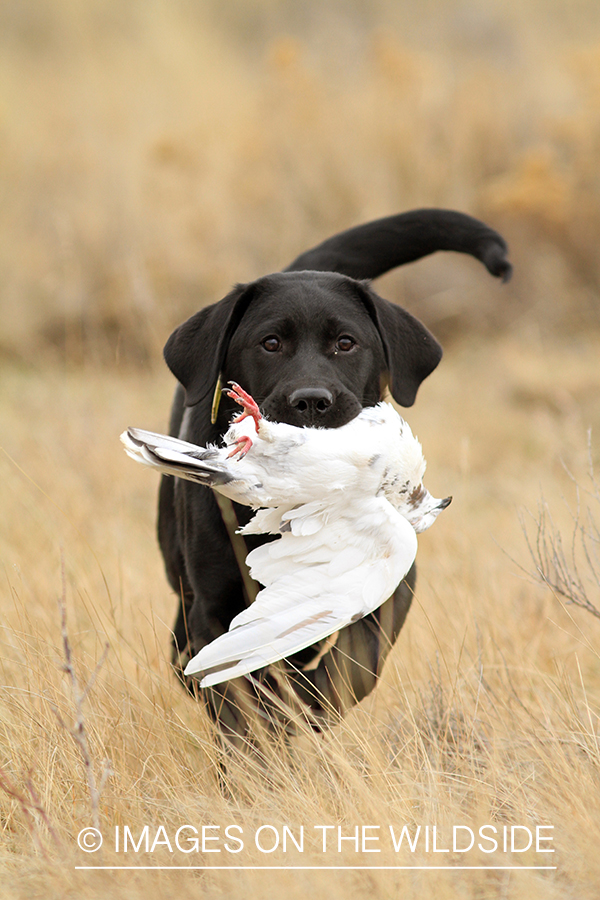 Black Lab puppy retrieving training pigeon.