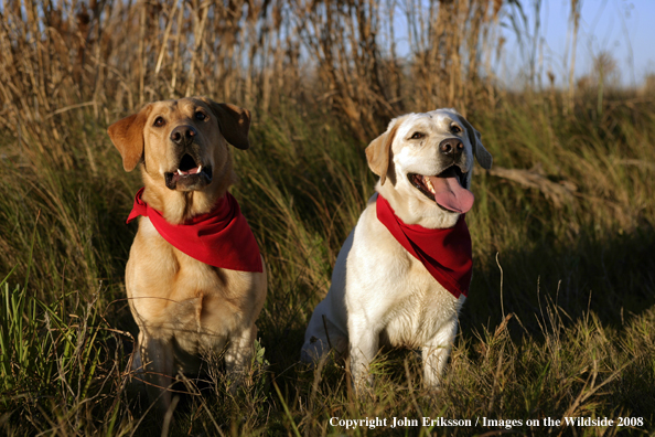 Yellow Labrador Retrievers in field