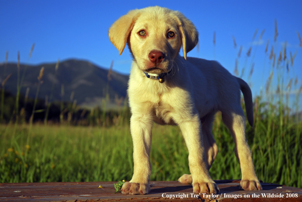 Yellow Labrador Puppy