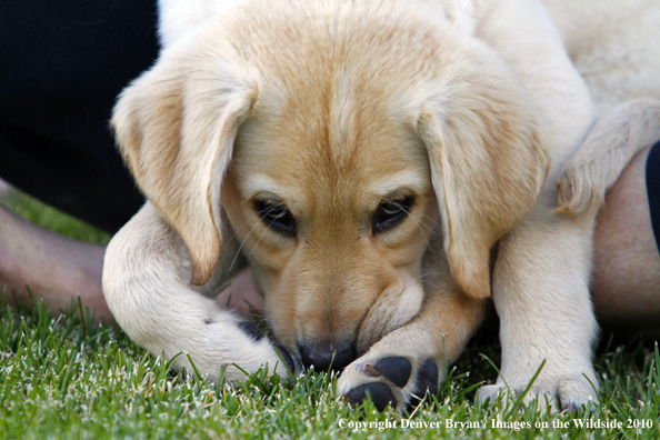 Yellow Labrador Retriever Puppy 