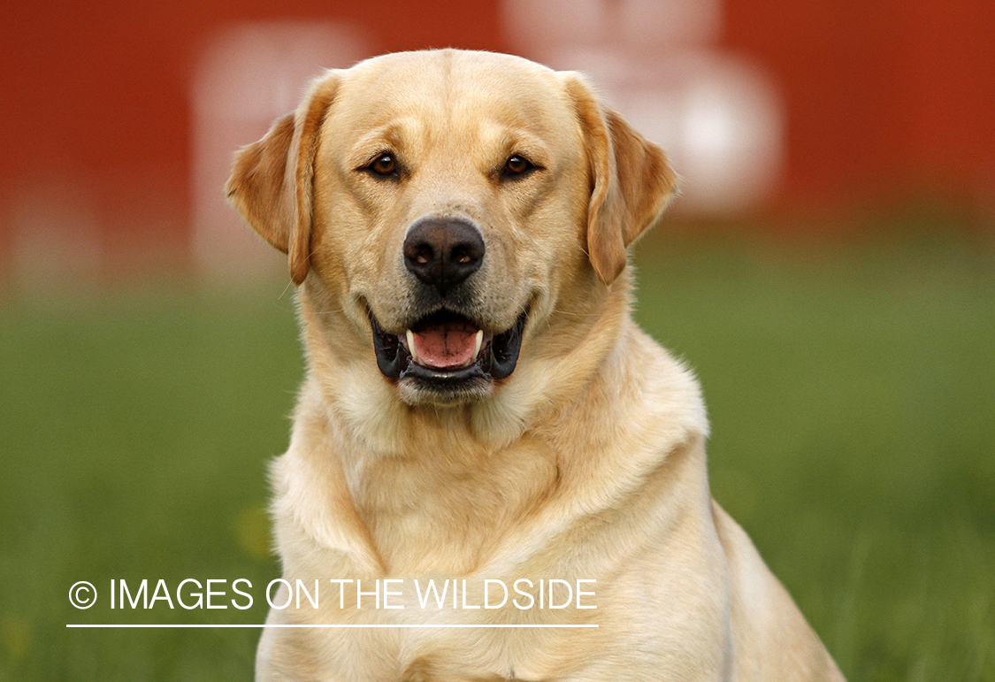 Yellow Labrador Retriever