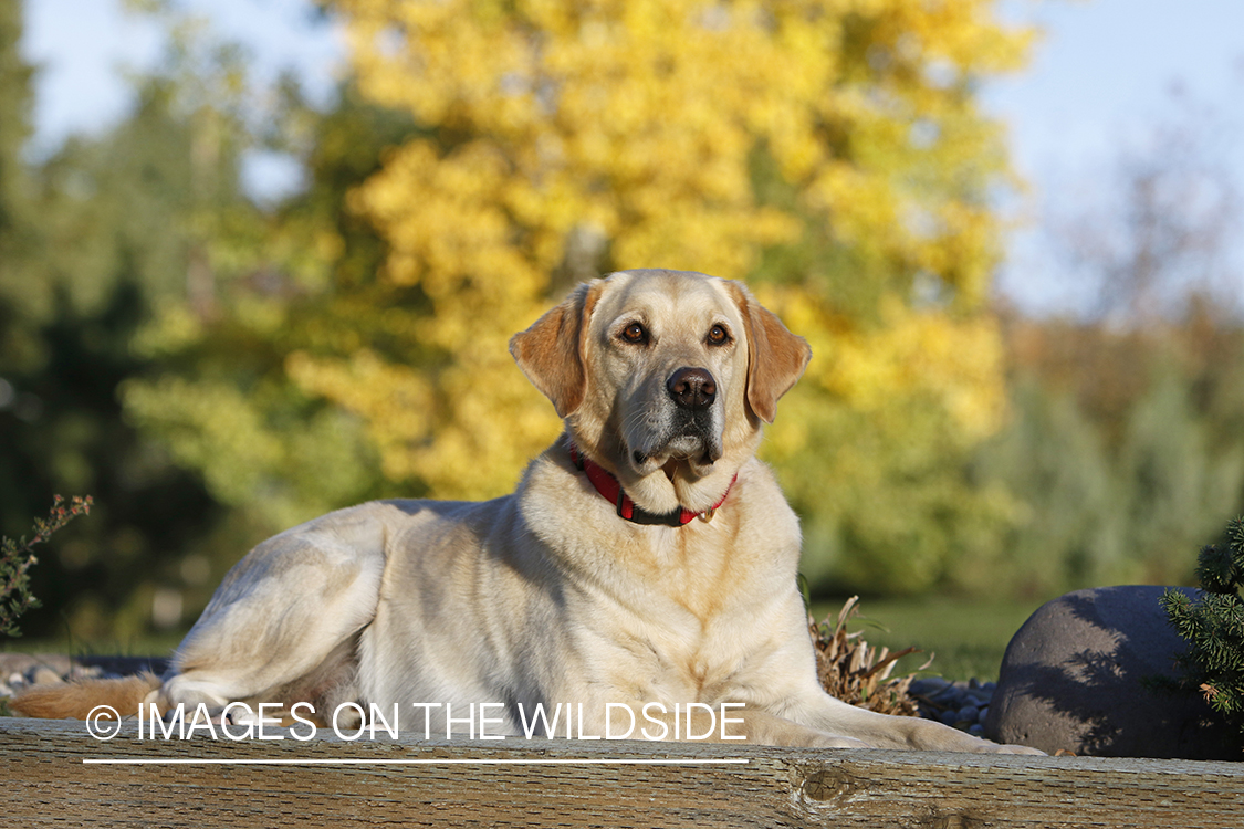 Yellow Labrador Retriever sitting by shrubs.