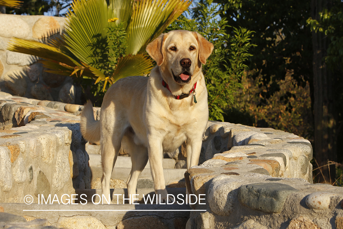 Yellow lab on cobble steps.
