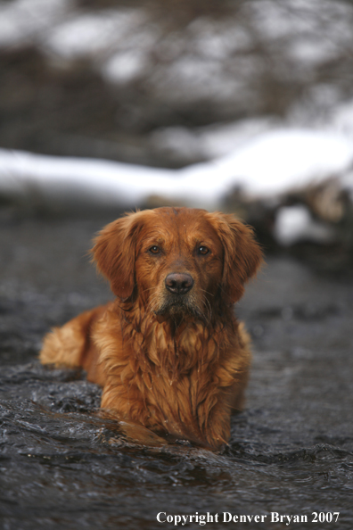 Golden Retriever laying in the water.