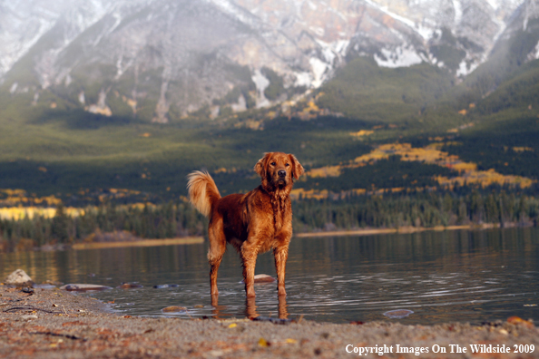 Golden Retriever