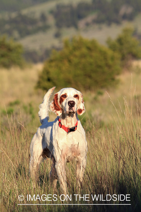 English setter.