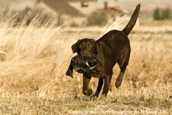 Chocolate Labrador Retriever with duck in mouth