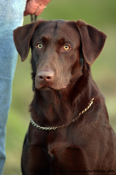 Chocolate Labrador Retriever in field