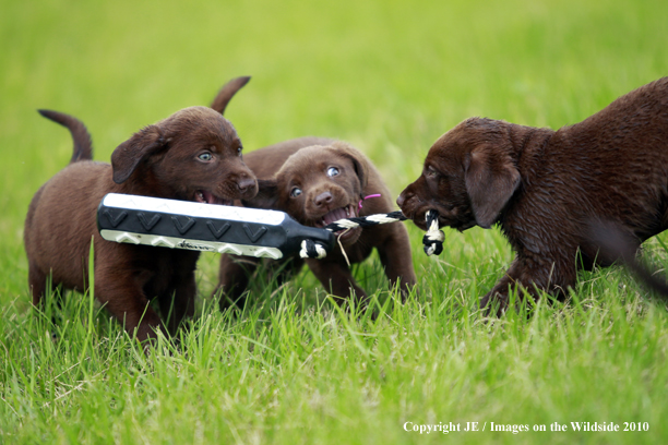 Chocolate Labrador Retriever Puppies