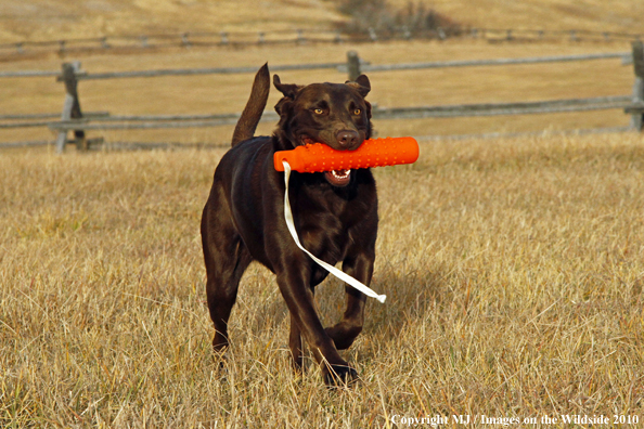 Chocolate Labrador Retriever