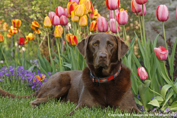 Chocolate Labrador Retriever.