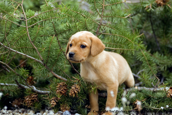 Labrador Puppy