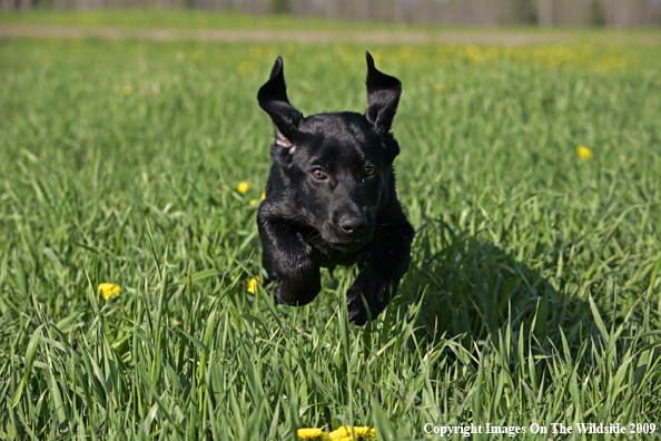 Black Labrador Retriever puppy in field