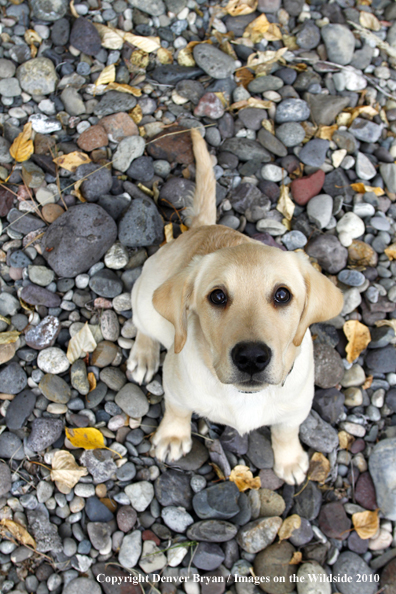 Yellow Labrador Retriever Puppy