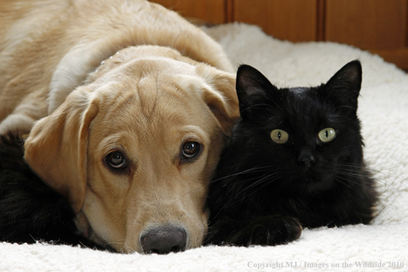 Yellow Labrador Retriver puppy with black cat. 