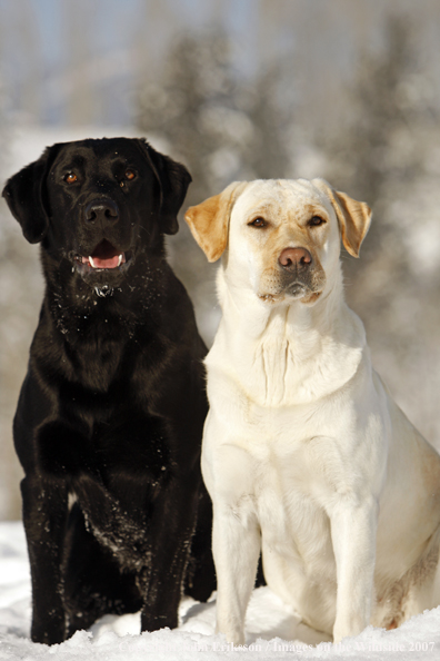 Black and Yellow Labrador Retriever in field