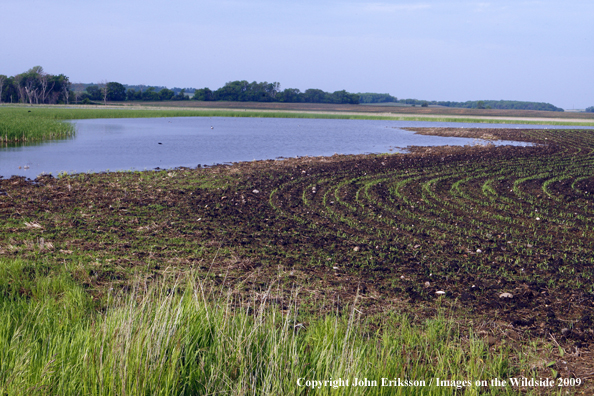 Wetlands near crop fields