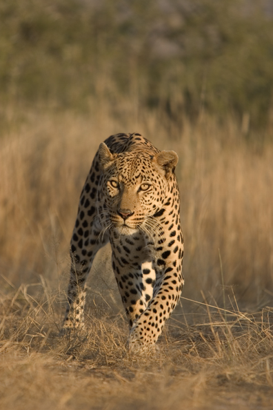 Leopard in habitat. Africa