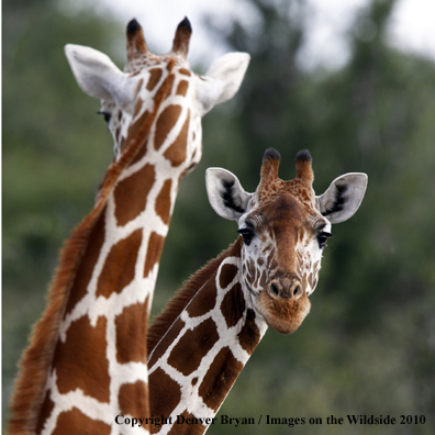 Reticulated Giraffe 