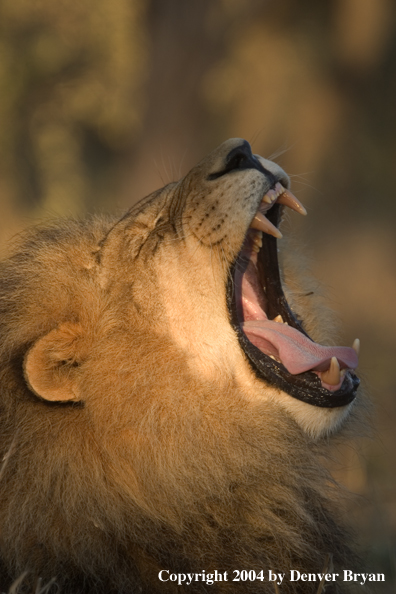 Male African lion yawning. Africa