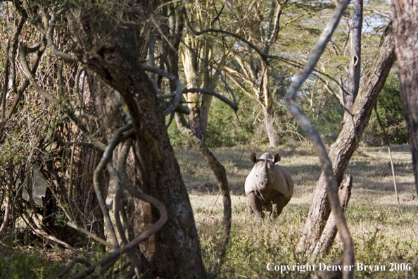 Black rhino in Africa.