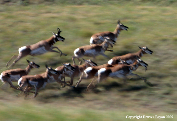 Pronghorned Antelope running in habitat