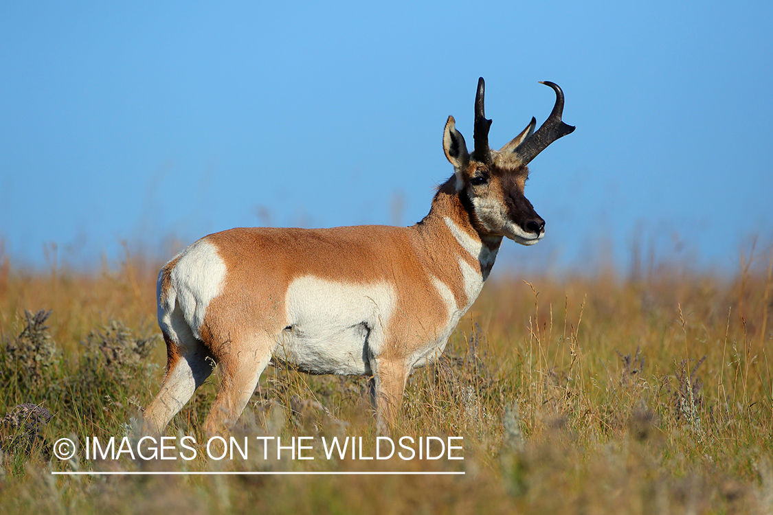 Pronghorn Antelope buck in habitat.